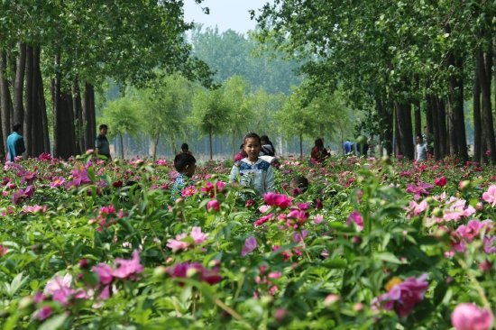 （菏澤市東明黃河森林公園。圖片來源：菏澤市攝影家協(xié)會）